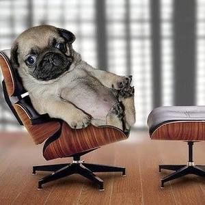 Meet your Posher, Jenny